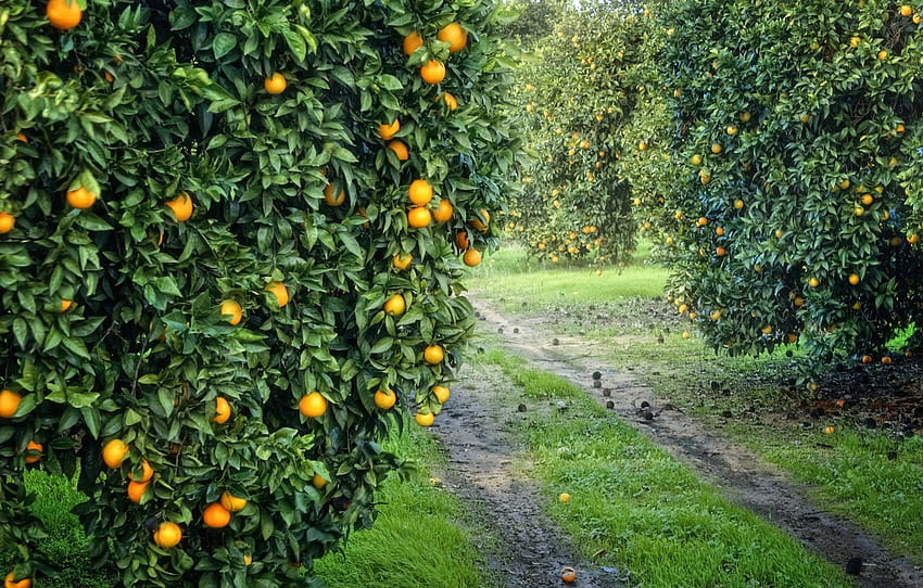 garden, harvest, fruit, orange, grove, orange , section природа, fruit garden HD wallpaper