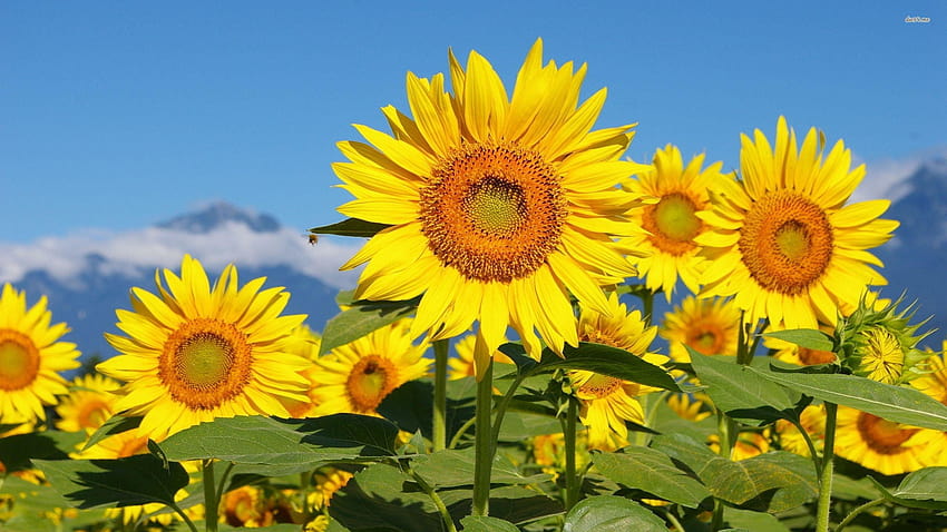 Sunflowers Background, Wallpapers, Sunflower Pictures Wallpaper Background  Image And Wallpaper for Free Download