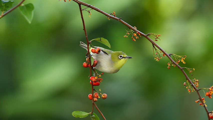 Japanese White Eye Passerine Is Sitting On Tree Branch With Blur Backgrounds Birds HD wallpaper