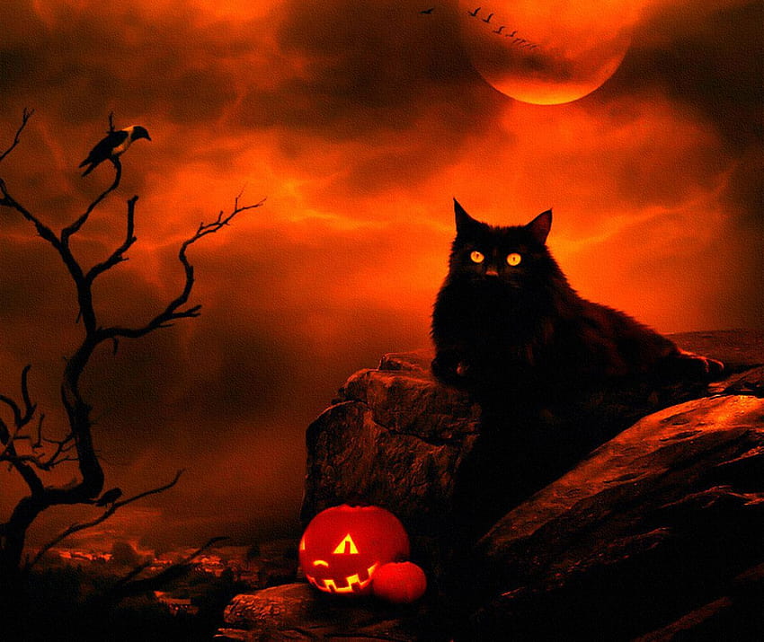 할로윈 고양이 문 밤 구름 크로우 블랙 HD 월페이퍼