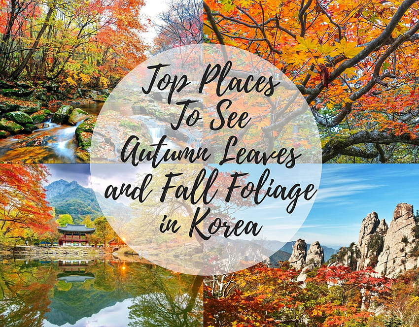15 Top Places To See Autumn Leaves and Fall Foliage in Korea HD wallpaper