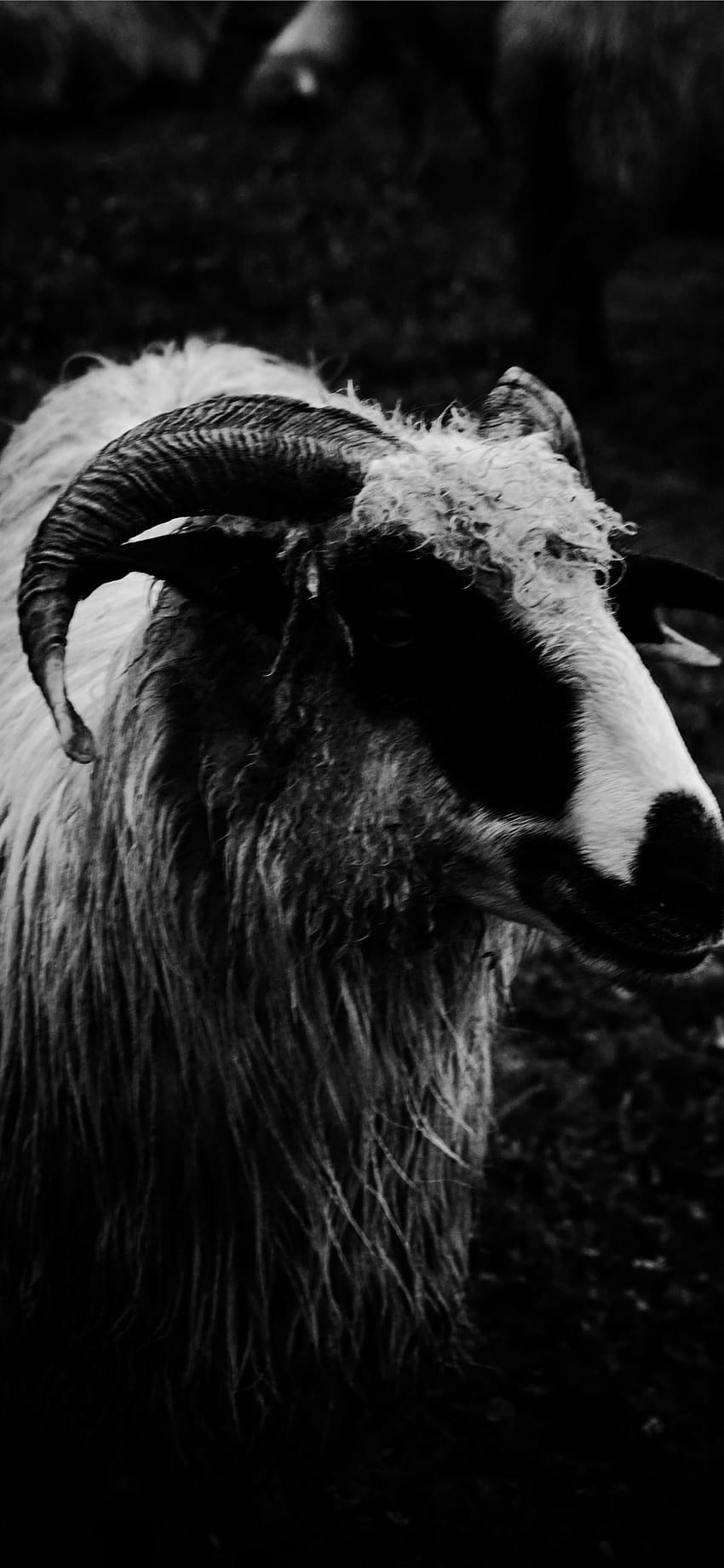 goat iPhone, black goat HD phone wallpaper