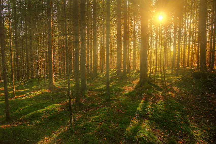 Rayons de lumière Soleil Nature Forêts Verres à pied Arbres, rayons de soleil à travers les arbres forestiers Fond d'écran HD