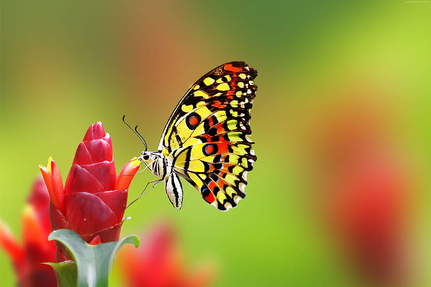 蝶, 花, 動物 高画質の壁紙