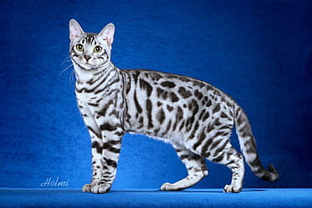 Bengal cats HD wallpapers