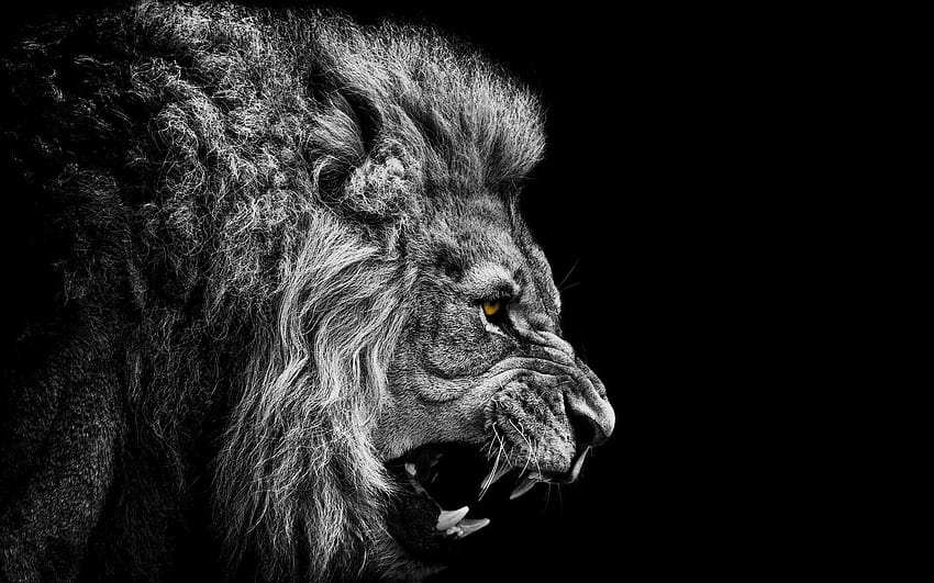 Epic lion roar. [1920x1200] : HD wallpaper