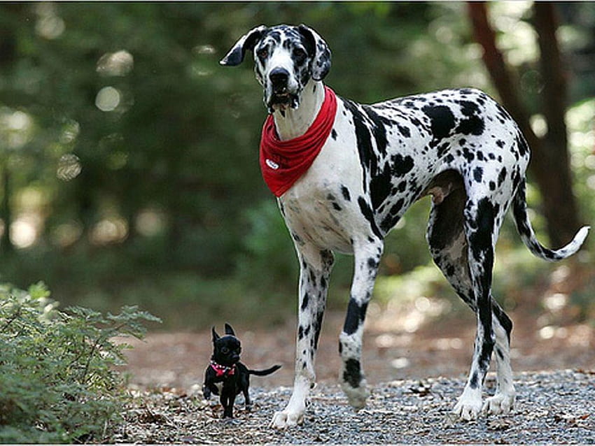 Dalmatian and hot sale chihuahua mix