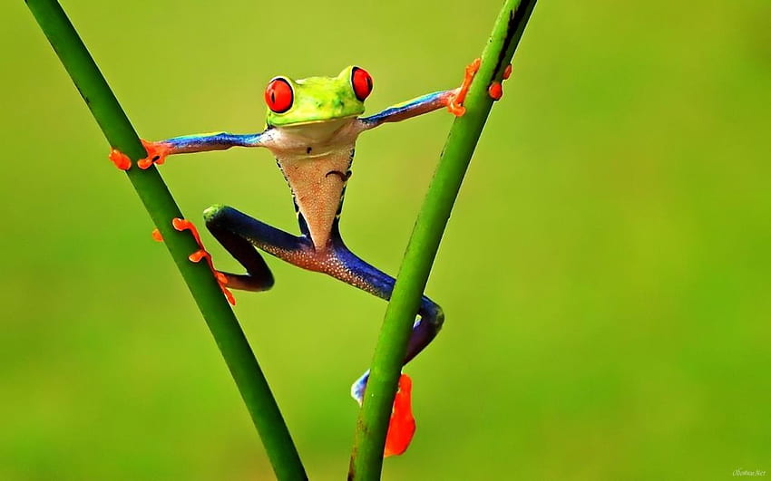 Poison Dart Frogs HD wallpaper