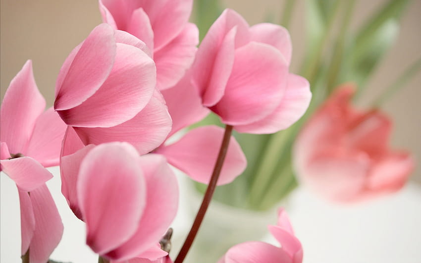 розови цикламени цветя HD тапет