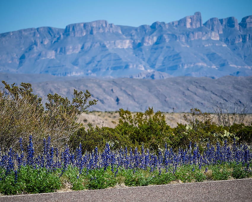 Bluebonnets ya en flor en el Parque Nacional Big Bend, pradera de bluebonnets burnet fondo de pantalla
