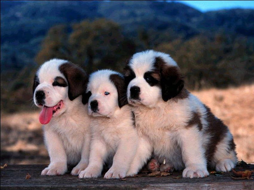 Cute Saint Bernard Puppies , & backgrounds, st bernard puppy HD wallpaper