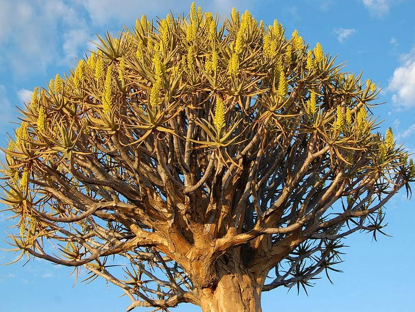 Aloidendron dichotomum, quiver trees HD wallpaper