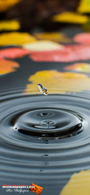 Page 65 | water drops drops HD wallpapers | Pxfuel