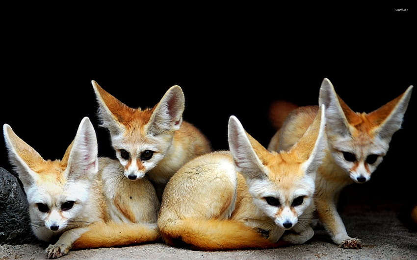 Fennec Fox Animal, fennec fox art HD wallpaper