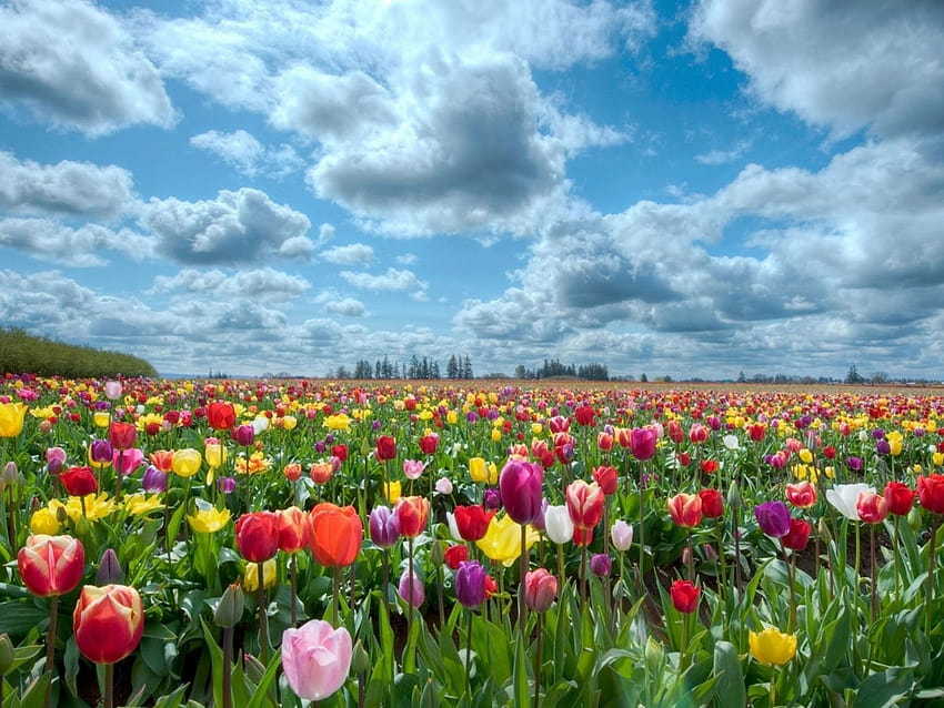 Tulips In Various Colors Plantations : 13, tulips plantation HD wallpaper