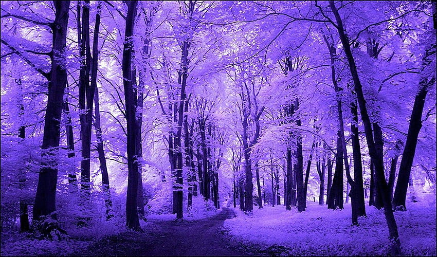 Varie: Alberi viola Infrarossi Autunno Foresta Bella giornata Rosa Rosso, viola scenico Sfondo HD