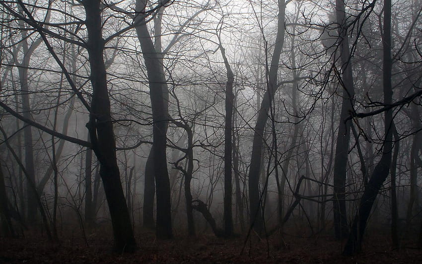Creepy Forest Backgrounds Group, dark forest HD wallpaper