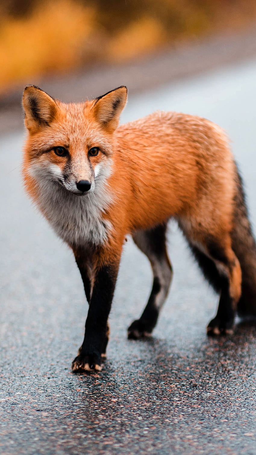 Red Fox , Backgrounds, fox animal HD phone wallpaper