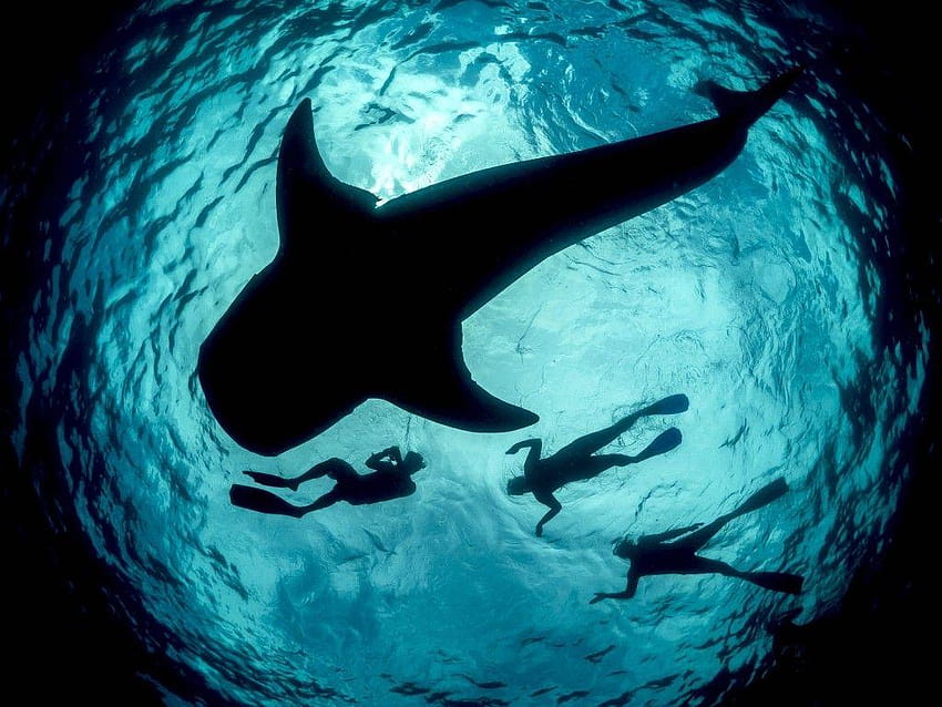 Китова акула на път да изяде гмуркач или поне така изглежда HD тапет