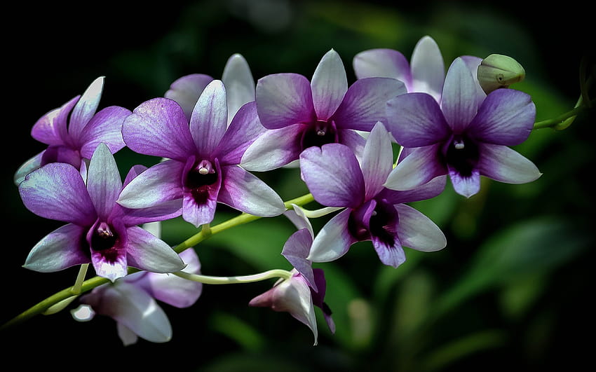 Flowers Orchid Twig With Purple White Flower Petals Beautiful, orchid flower ultra HD wallpaper