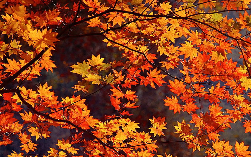 Japão Herbst Hintergrundbilder papel de parede HD