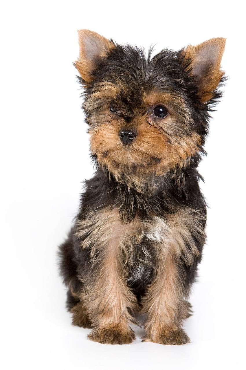 Purebred Yorkie Puppies Akc Yorkshire Terrier Female Backgrounds, yorkies HD phone wallpaper