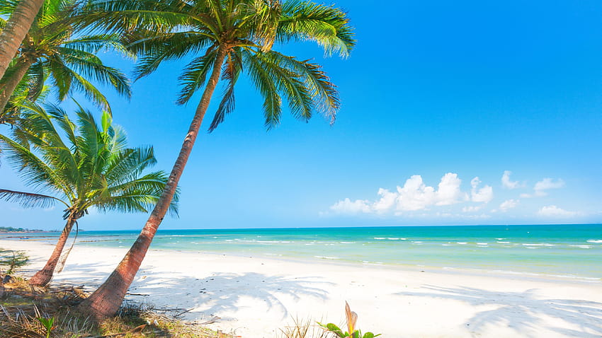 Summer, beach, palm trees, sea 3840x2160 U , 3840x2160 summer HD wallpaper