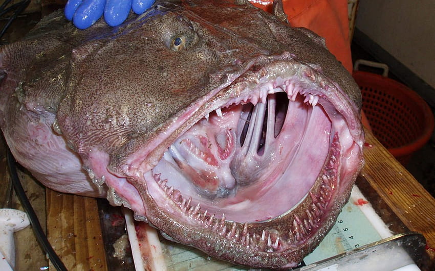 Maine fishermen want you to eat more monkfish, even if the fish are hideous, ugly fish HD wallpaper