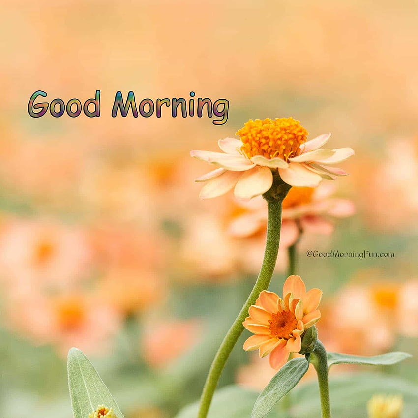 Good Morning Flowers HD phone wallpaper | Pxfuel