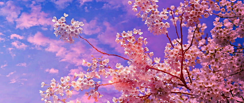 2560x1080 桜の木 2560x1080 解像度、背景、アニメの花の木 高画質の壁紙