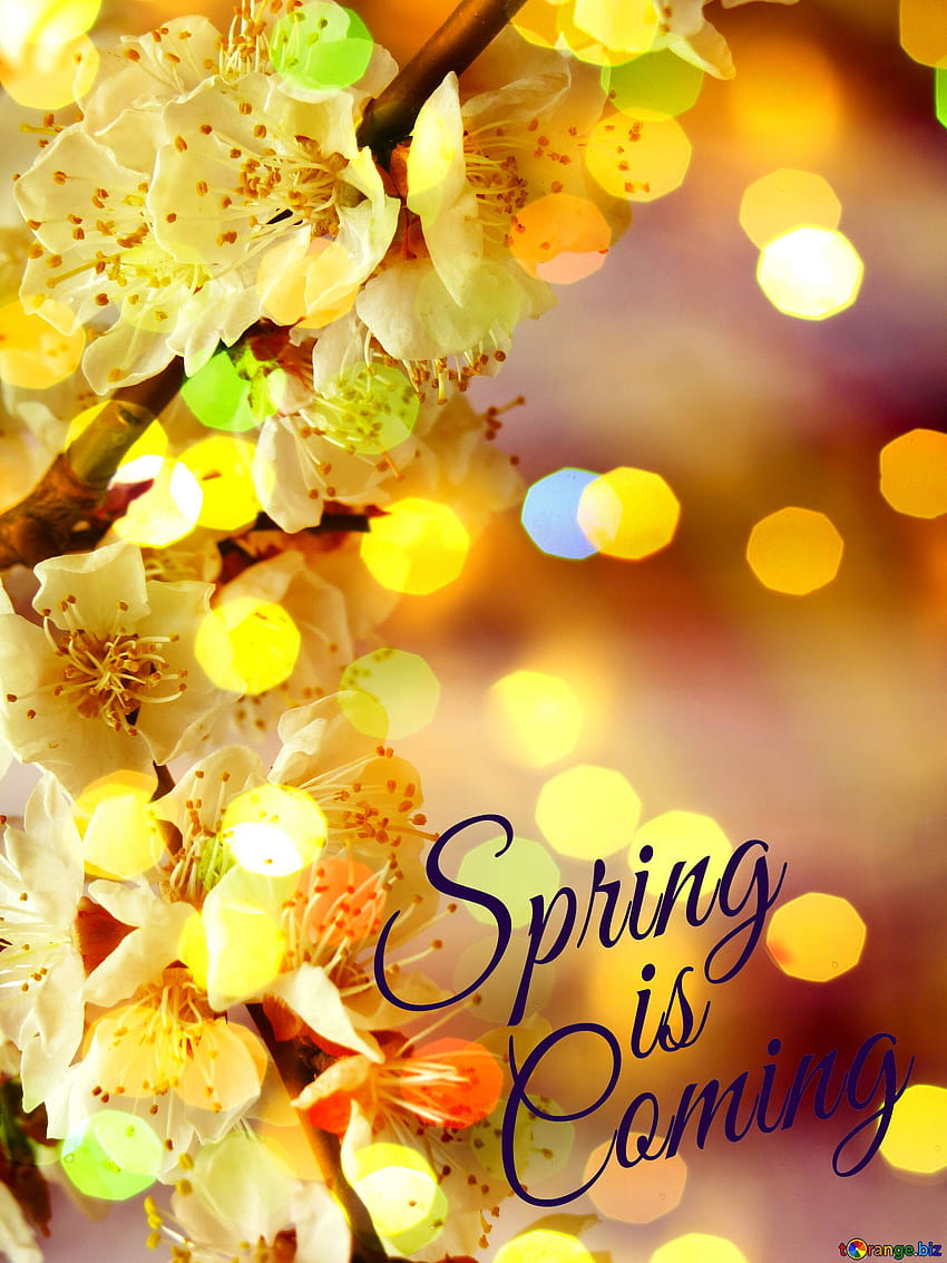 The tree blooms in spring Spring is coming on CC, spring comming HD phone wallpaper