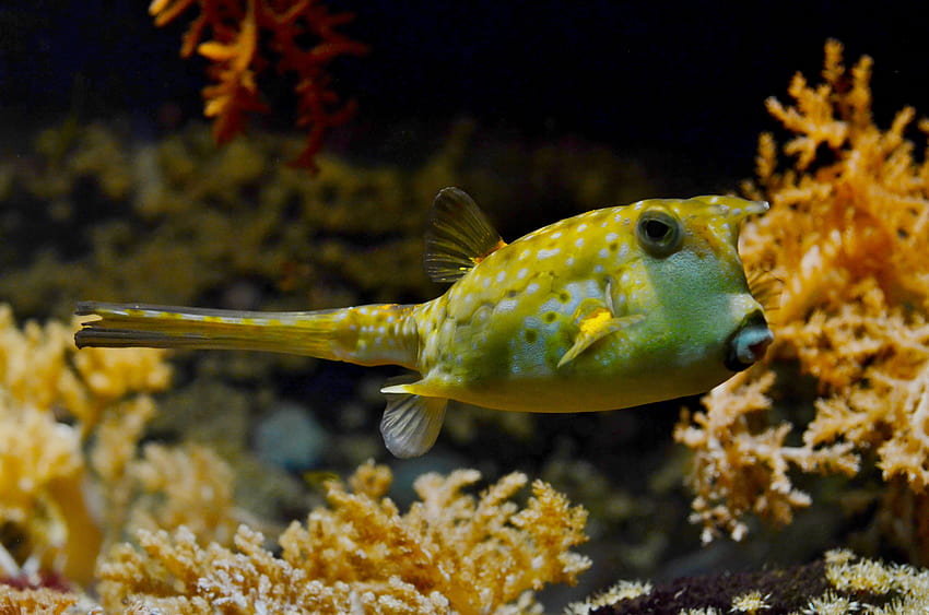 Żółta i biała ryba rozdymkowata · , rozdymkowate Tapeta HD