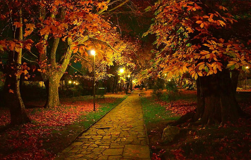 Night, Autumn, Trees, Lights, Park, Fall, Foliage, Colorful Autumn ...