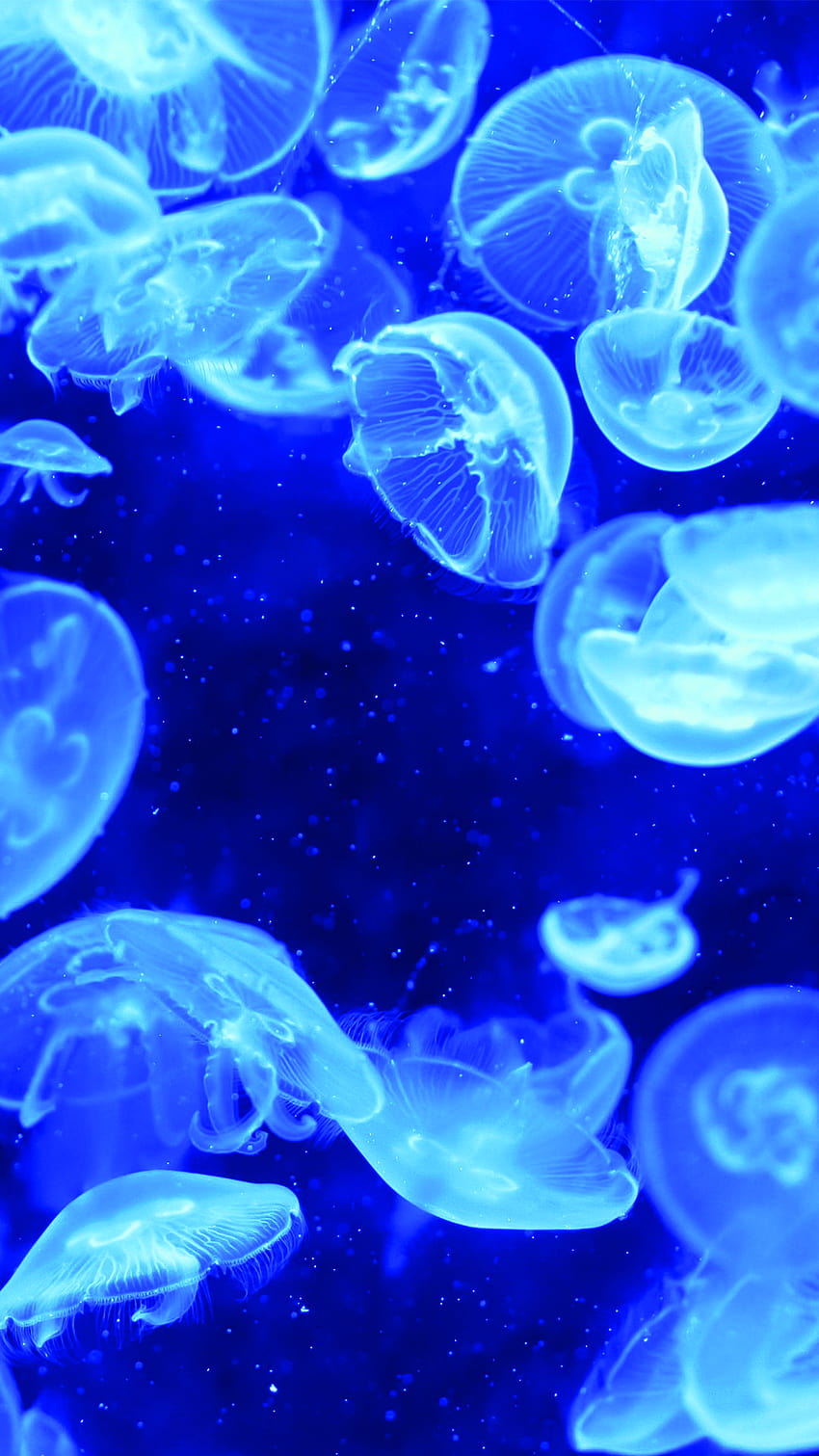 Mavi Denizanası Biyolüminesans iPhone 6 Plus HD telefon duvar kağıdı