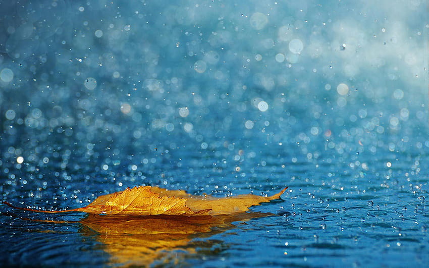 Leaf Under Rain, rain 3d HD wallpaper