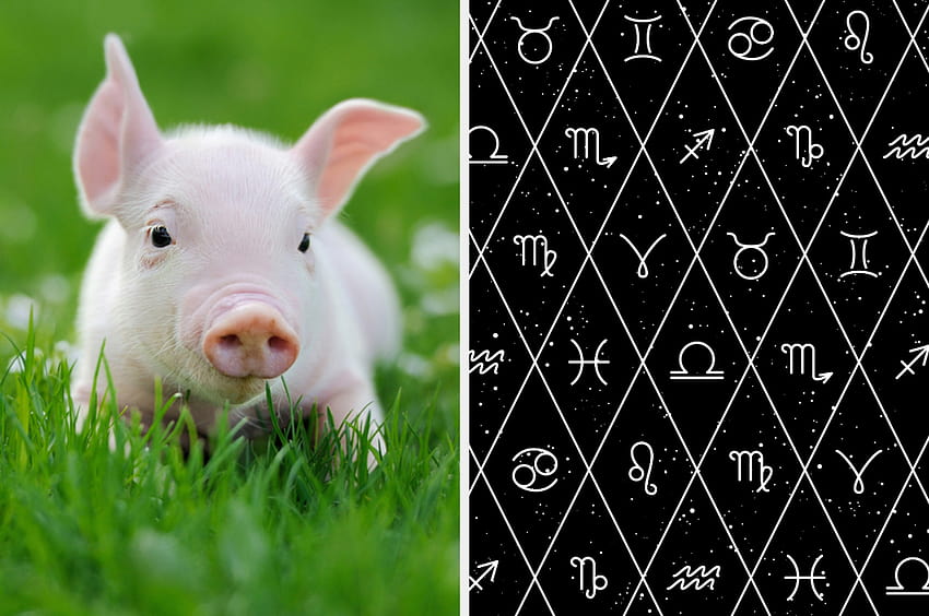 Adivina tu signo del zodiaco basado en el cuestionario de animales lindos fondo de pantalla