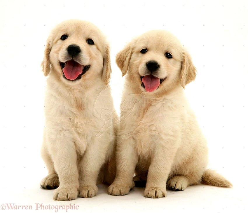 Golden Retriever Puppy, adorable puppy HD wallpaper | Pxfuel