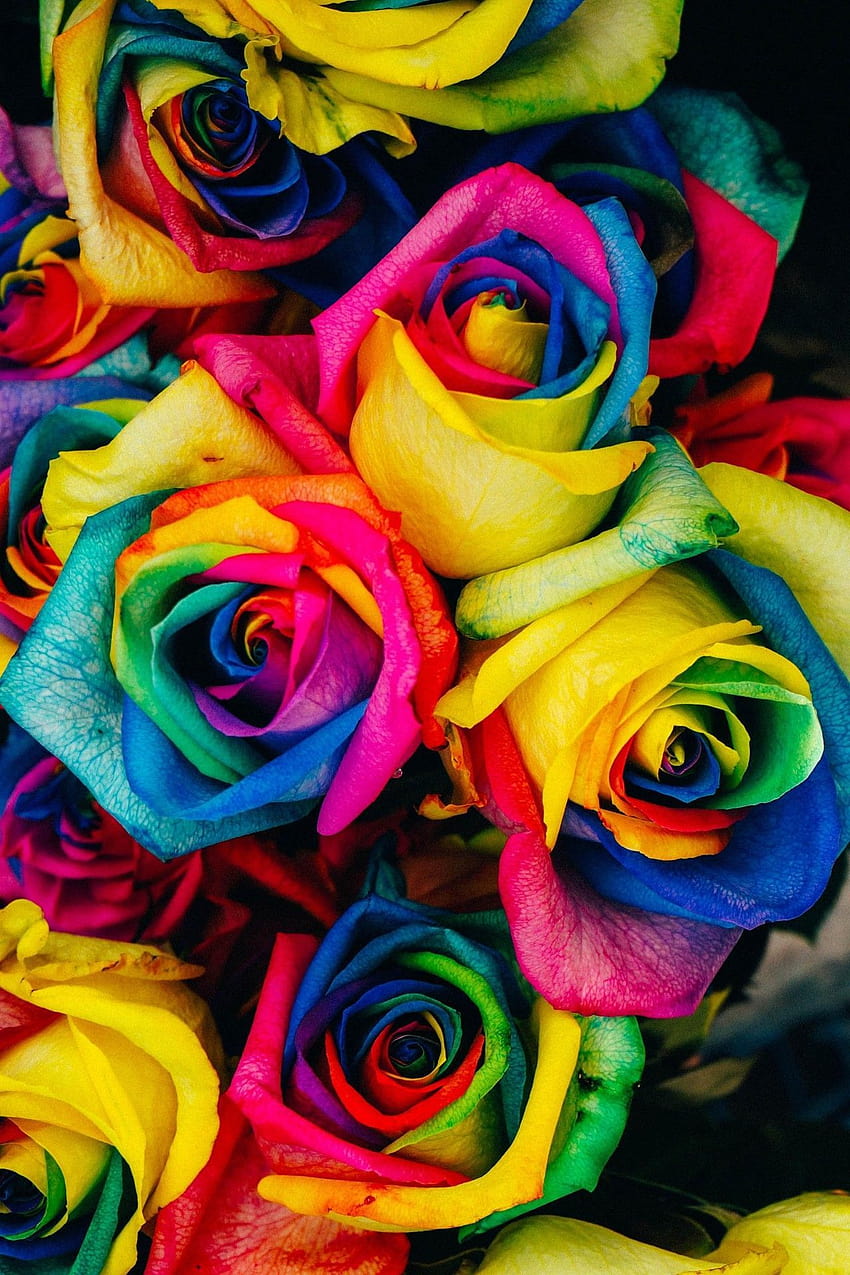 Rainbow Roses, Backgrounds, Iphone, colorful roses HD phone wallpaper ...