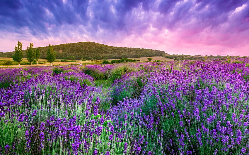 Lavender fields of Provence under a beautiful sky, France 1280x800, lavender fields france HD wallpaper