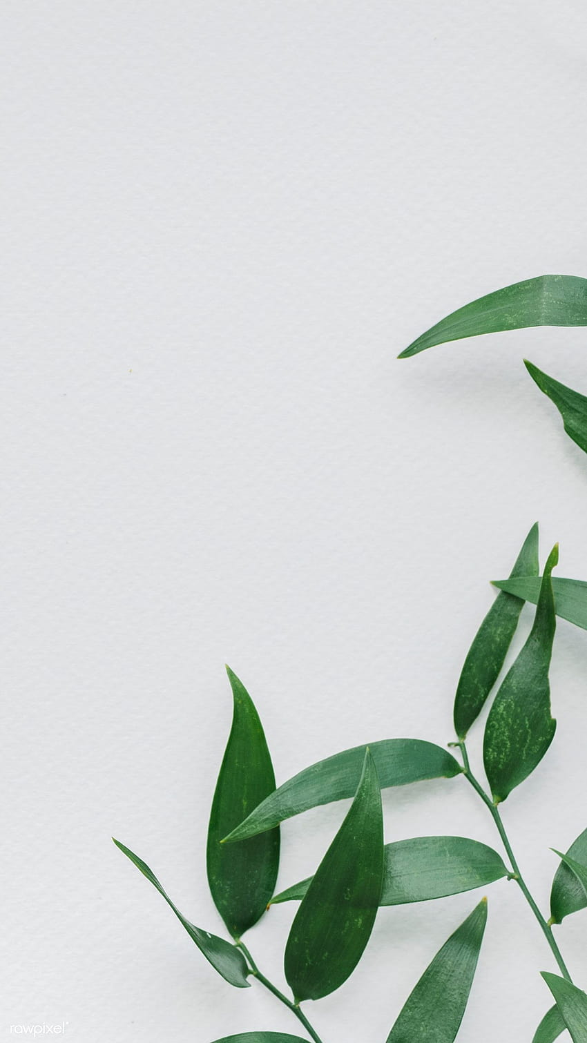 premium cabang daun hijau di dinding putih 1207858 pada tahun 2020, polos estetika tanaman wallpaper ponsel HD