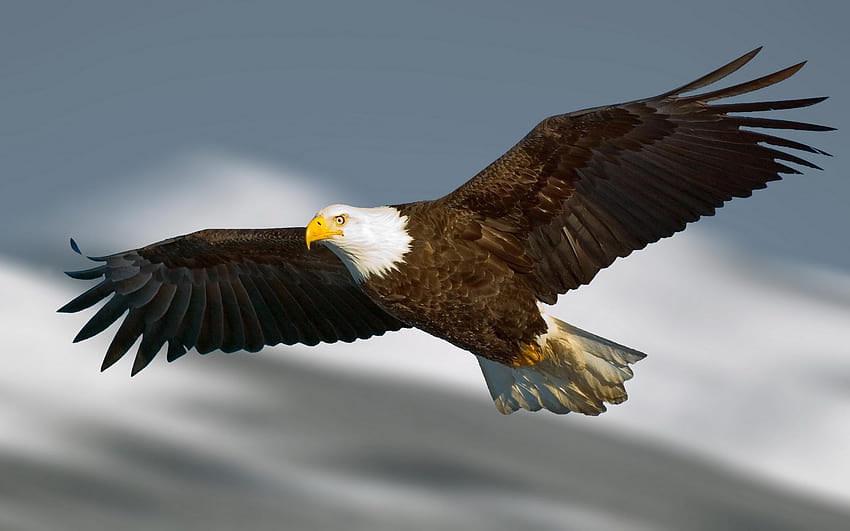 7 Adler, fliegender Adler HD-Hintergrundbild