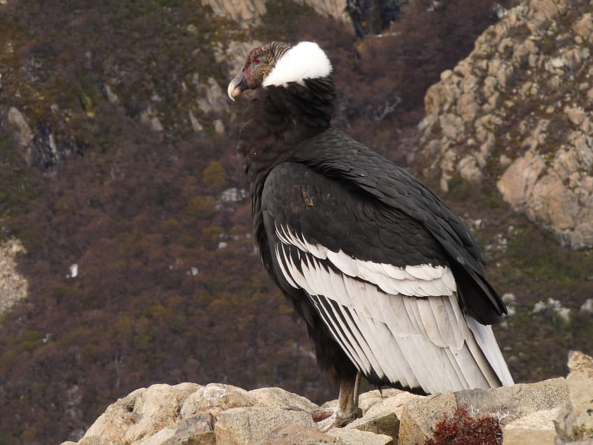 Sitting Andean Condor and ...bird HD wallpaper