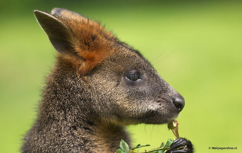Animals high quality, wallaby HD wallpaper
