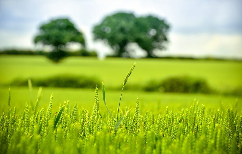 hijau, pohon, bokeh, gandum, pedesaan, pertanian, ladang gandum, tanah pertanian, telinga gandum, bagian пейзажи Wallpaper HD