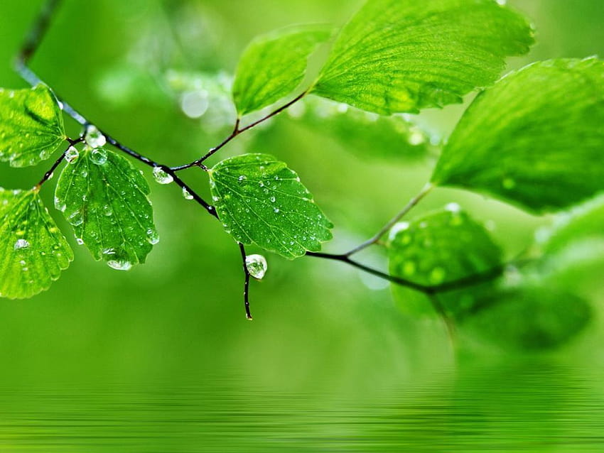 Green nature For PC Computer HD wallpaper