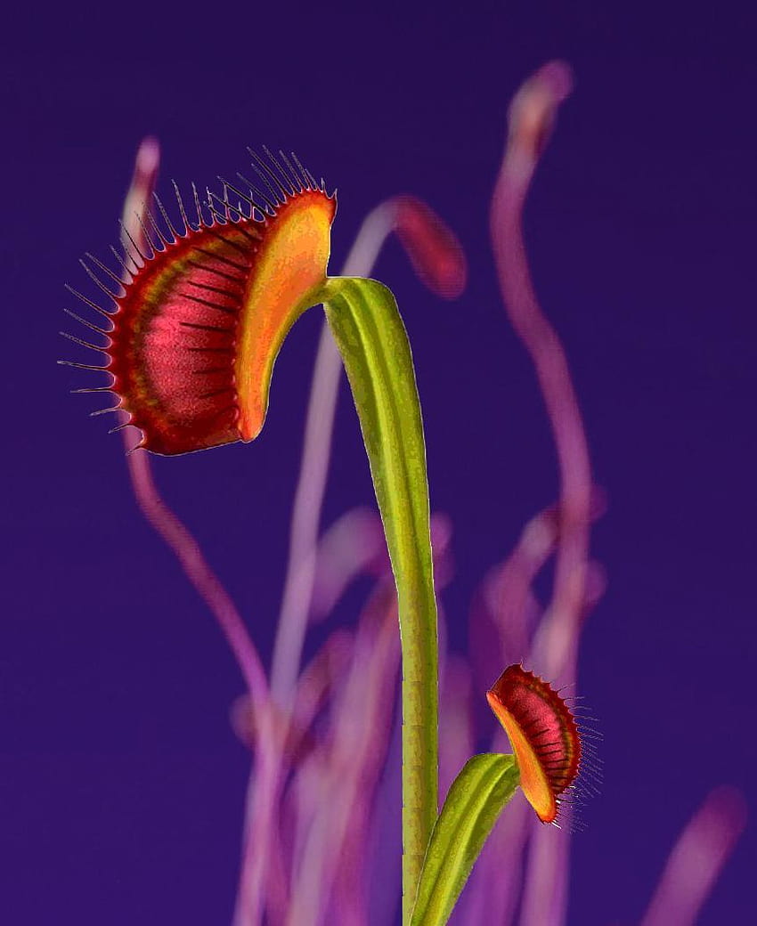 Flume Skin Companion, Floral [Venus Fly Trap] HD phone wallpaper