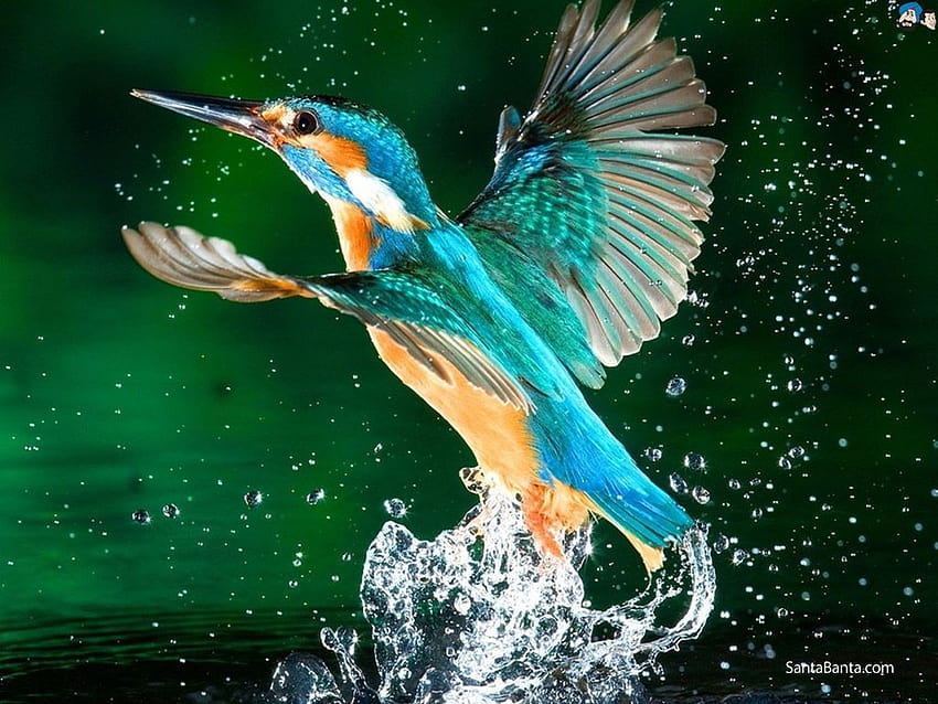 Kingfisher HD wallpaper
