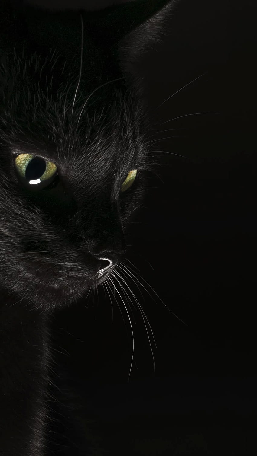 Black Cat Phone, черна котка за мобилен телефон HD тапет за телефон