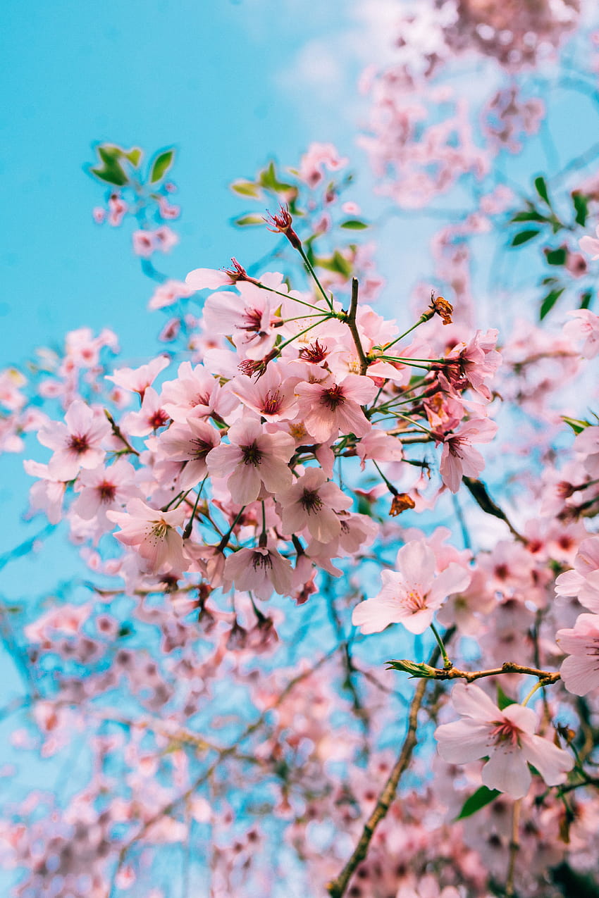 Cherry Blossom iPad, çiçek ağacı estetiği HD telefon duvar kağıdı