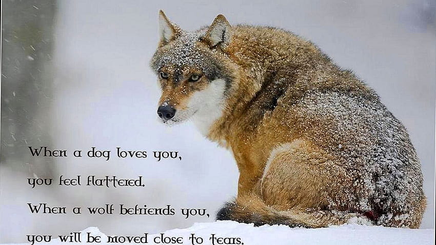 gray fox quotes